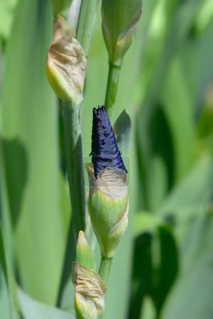 Tall bearded iris blue flower bud - Latin name - Iris Royal Regency