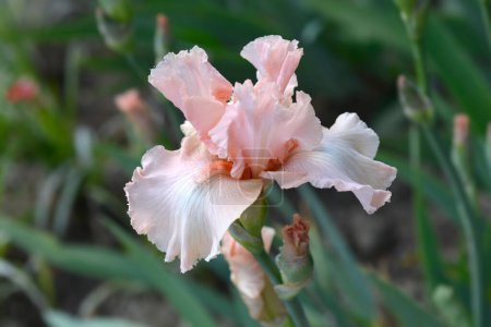 Tall Bearded Iris pale coral pink flower - Latin name - Iris Beverly Sills