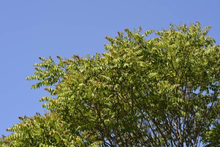 Árbol del cielo contra el cielo azul - Nombre latino - Ailanthus altissima