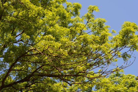 Téléchargez les photos : Branches de frêne commun avec des feuilles bleu ciel - Nom latin - Fraxinus excelsior - en image libre de droit