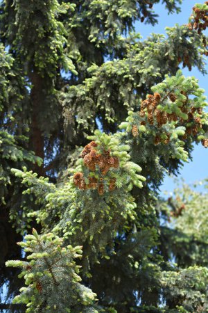 Branche d'épinette bleue du Colorado avec cônes de graines - Nom latin - Picea pungens Glauca