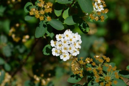 Van Houttes spiraea Blumen - lateinischer Name - Spiraea x vanhouttei