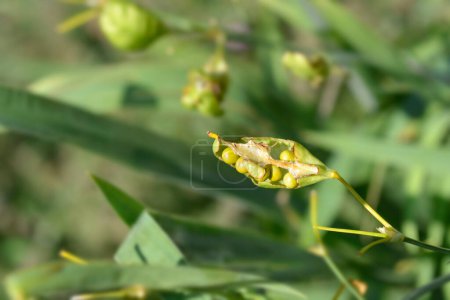 Kapsel aus Brombeerlilie - lateinischer Name - Iris domestica