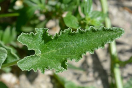 Squirting cucumber leaves - Latin name - Ecballium elaterium