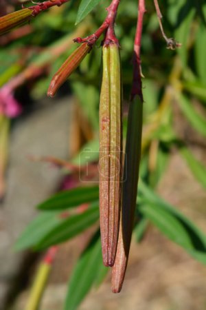 Common oleander seed pods - Latin name - Nerium oleander