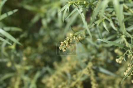 Estragon kleine Blüten - lateinischer Name - Artemisia dracunculus