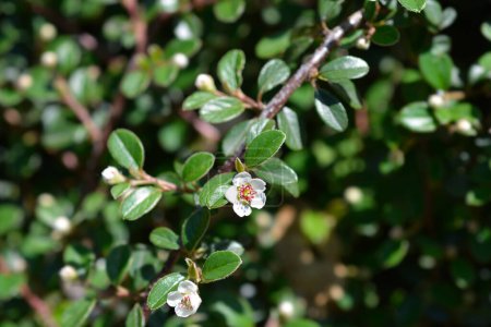 Bearberry cotoneaster Radicans branch with flowers - Latin name - Cotoneaster dammeri Radicans