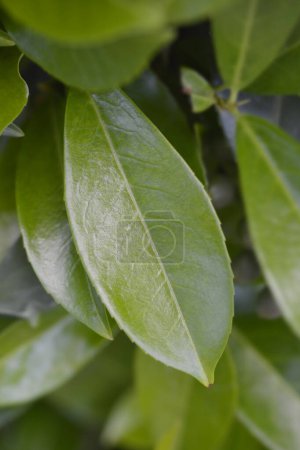 Laurel cherry leaves - Latin name - Prunus laurocerasus