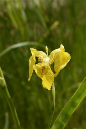 Yellow iris flower - Latin name - Iris pseudacorus