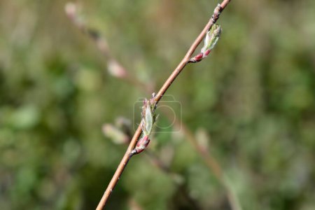 Alder-leaved serviceberry branch with buds - Latin name - Amelanchier alnifolia Sleyt