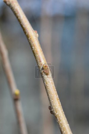 Sweet chestnut branch with buds - Latin name - Castanea sativa Maraval