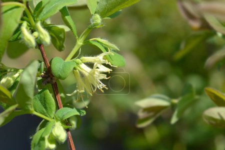Honigbeere hellgelbe Blüten - lateinischer Name - Lonicera caerulea Aurora