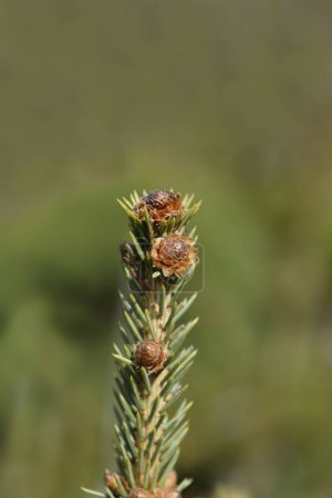 Photo for White spruce Dent branch with buds - scientific name - Picea glauca Dent - Royalty Free Image