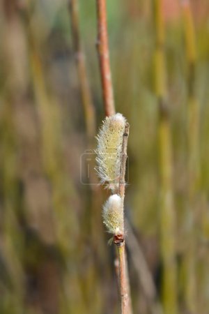 Japanese Pink Pussy Willow branch with flowers - Latin name - Salix gracilistyla Mount Aso