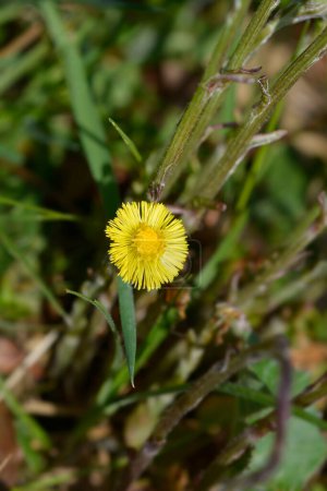 Coltsfoot yellow flower- Latin name - Tussilago farfara