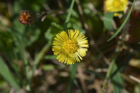 Photo for Coltsfoot yellow flower- Latin name - Tussilago farfara - Royalty Free Image
