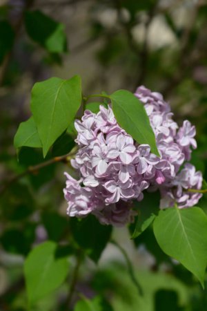 Frühe Hybridblüten des Flieders - lateinischer Name - Syringa x hyacinthiflora Esther Staley