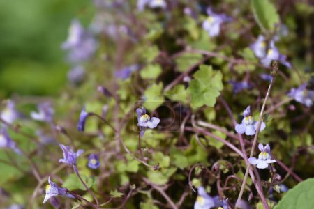 Kenilworth Ivy flores pequeñas - Nombre latino - Cymbalaria muralis
