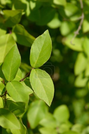 Winterblühende Geißblatt-Blätter - lateinischer Name - Lonicera fragrantissima