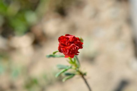 Rock rose red flower - Latin name - Helianthemum Amabile Plenum