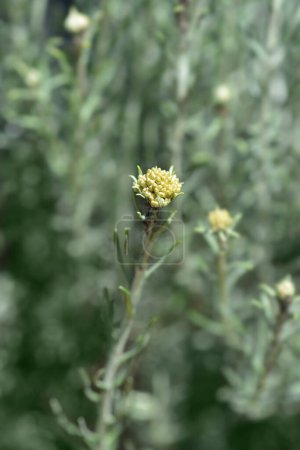 bourgeons floraux jaunes éternels italiens - Nom latin - Helichrysum italicum