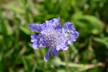 Caucasian pincushion flower - Latin name - Scabiosa caucasica