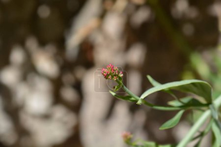 Red valerian flower buds - Latin name - Centranthus ruber