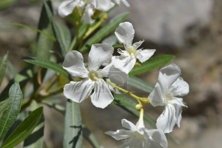 Gewöhnlicher Oleander weiße Blüten - lateinischer Name - Nerium oleander