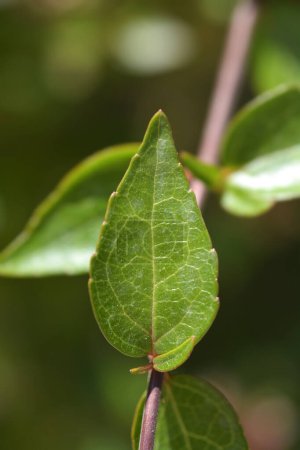 Glossy abelia leaves - Latin name - Abelia x grandiflora