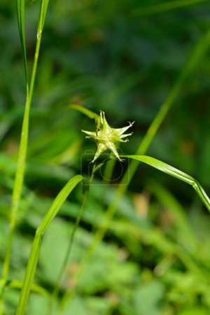 Gris fleur de carex - Nom latin - Carex grayi