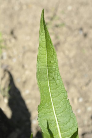 Dry Common teasel leaf- Nombre latino - Dipsacus fullonum