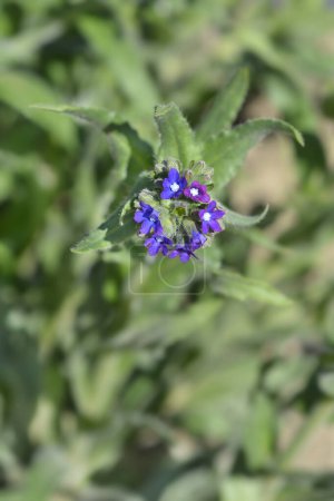 Flores de purpurina - Nombre en latín - Anchusa officinalis