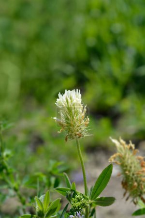 Trèfle hongrois fleur blanche - Nom latin - Trifolium pannonicum