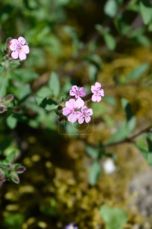Steinkraut rosa Blüten - lateinischer Name - saponaria ocymoides