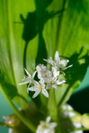 Wild garlic white flowers - Latin name - Allium ursinum
