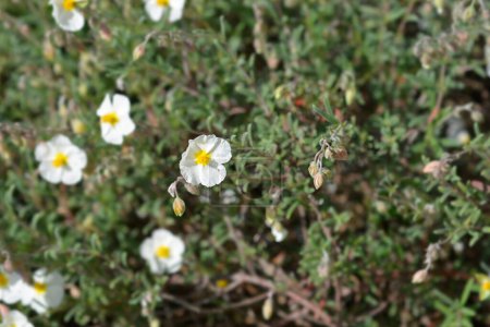 Photo for Common rockrose white flowers - Latin name - Helianthemum nummularium - Royalty Free Image