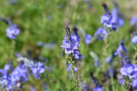 Flores de speedwell austriacas - Nombre latino - Veronica austriaca