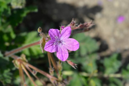 Garten-Storchenschnabel-Blume - lateinischer Name - Erodium manescavii