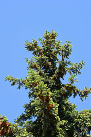Colorado blue spruce with seed cones - Latin name - Picea pungens Glauca