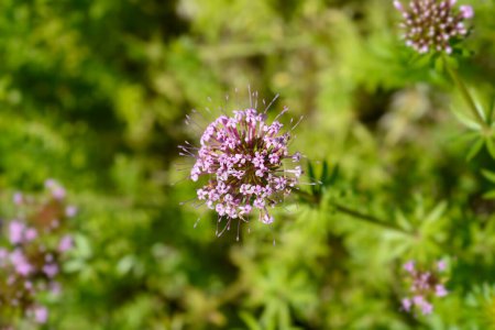 Caucasian crosswort pink flower - Latin name - Phuopsis stylosa