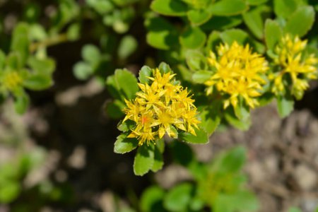 Foto de Naranja Stonecrop flores amarillas - Nombre latino - Sedum kamtschaticum var. floriferum Weihenstephaner Oro - Imagen libre de derechos