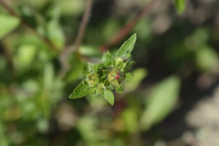 Perennial Cinquefoil flower bud - Latin name - Potentilla x hopwoodiana