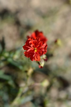 Rock rose red flower - Latin name - Helianthemum Amabile Plenum