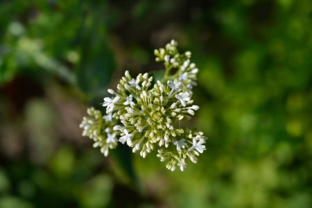 Valeriana roja flor blanca - Nombre latino - Centranthus ruber Albus