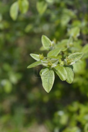 Rama de membrillo con hojas verdes y capullos de flores - Nombre latino - Cydonia oblonga