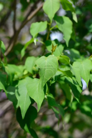 Rama lila híbrida temprana con hojas verdes - Nombre latino - Syringa x hyacinthiflora Esther Staley