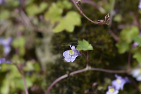 Kenilworth Ivy pequeña flor - Nombre latino - Cymbalaria muralis