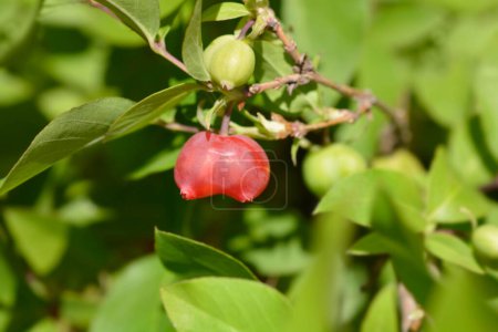Winter flowering honeysuckle fruit - Latin name - Lonicera fragrantissima