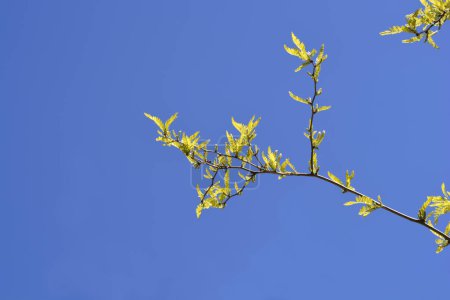 Rama de langosta Thornless Honey con hojas nuevas contra el cielo azul - Nombre latino - Gleditsia triacanthos f. inermis