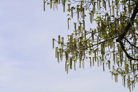 European hop hornbeam branches with flowers - Latin name - Ostrya carpinifolia